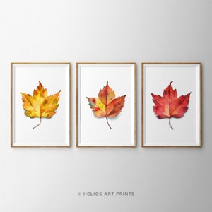 May include: Three framed watercolour paintings of autumn leaves. The leaves are in shades of yellow, orange, and red. The frames are simple and wooden.