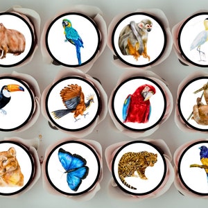 Décorations comestibles pour cupcakes Animaux de la forêt tropicale - Décorations pour gâteau sur le thème de la jungle + biscuits