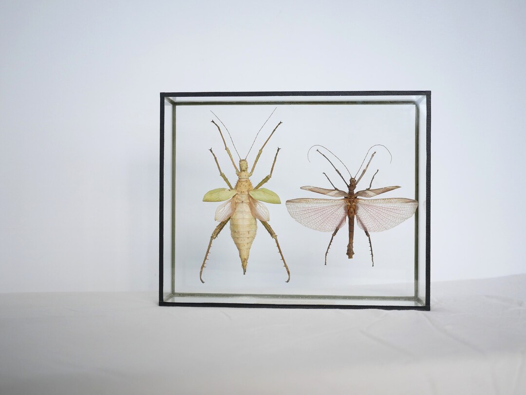 Vintage Entomological Frame Insects From Malaysia - Etsy