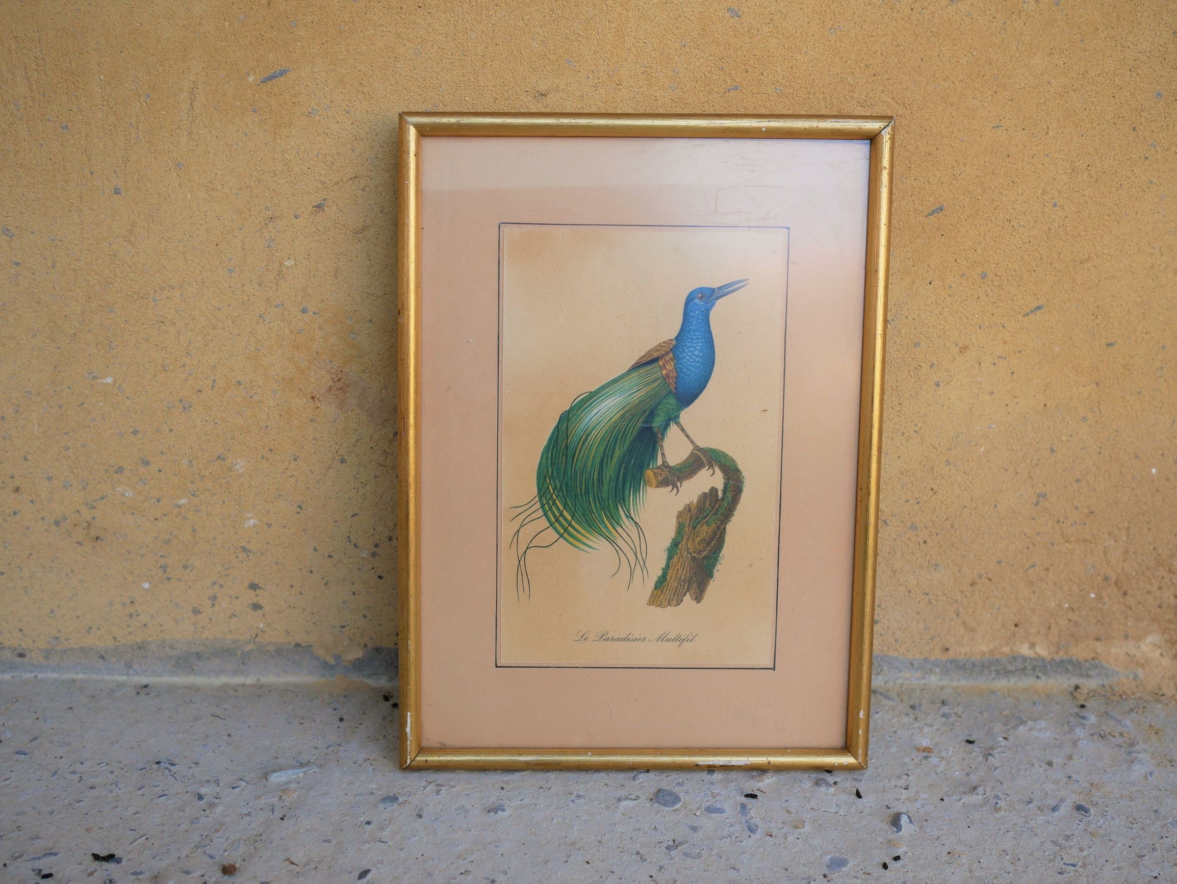 Illustration Oiseau Le Paradisier Multifil