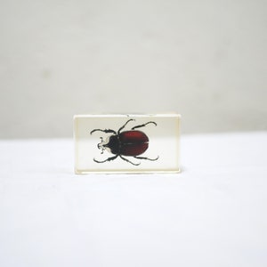 Vintage resin insect