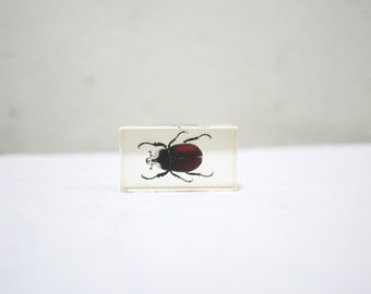 Vintage resin insect