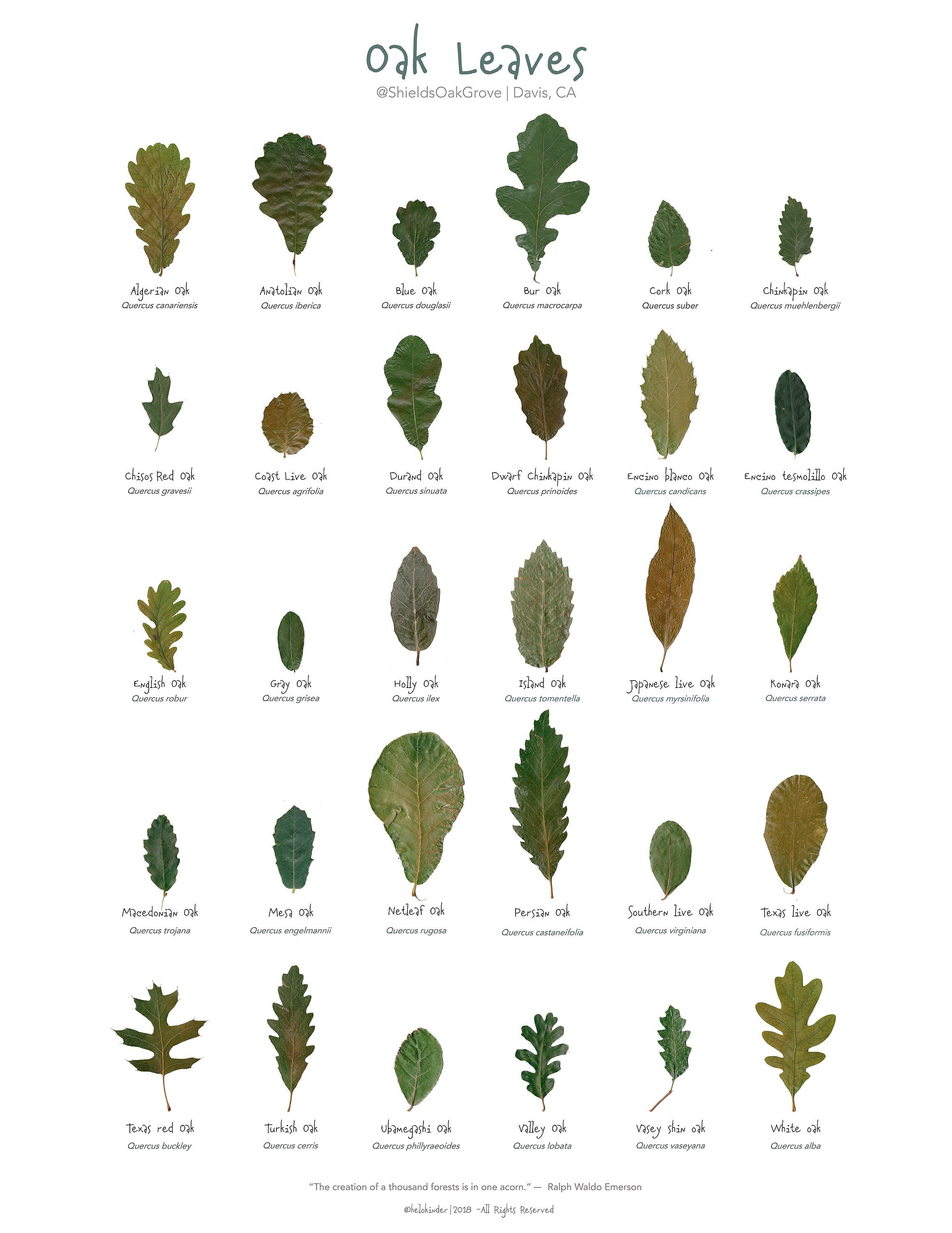 Oak Leaves Poster Digital Version Etsy oak-leaves-poster-digital-version-etsy