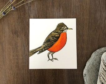 American Robin, Watercolor Print
