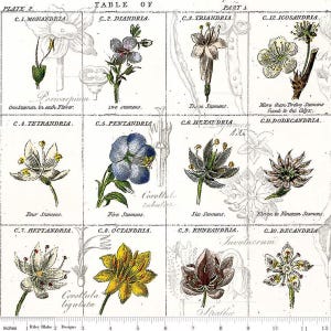 May include: A vintage botanical illustration chart showing different types of flowers with varying numbers of stamens. The chart is labeled with the scientific names for each flower type, including "Monandria", "Diandria", "Triandria", "Tetrandria", "Pentandria", "Hexandria", "Heptandria", "Octandria", "Enneandria", "Decandria", and "Icosandria".