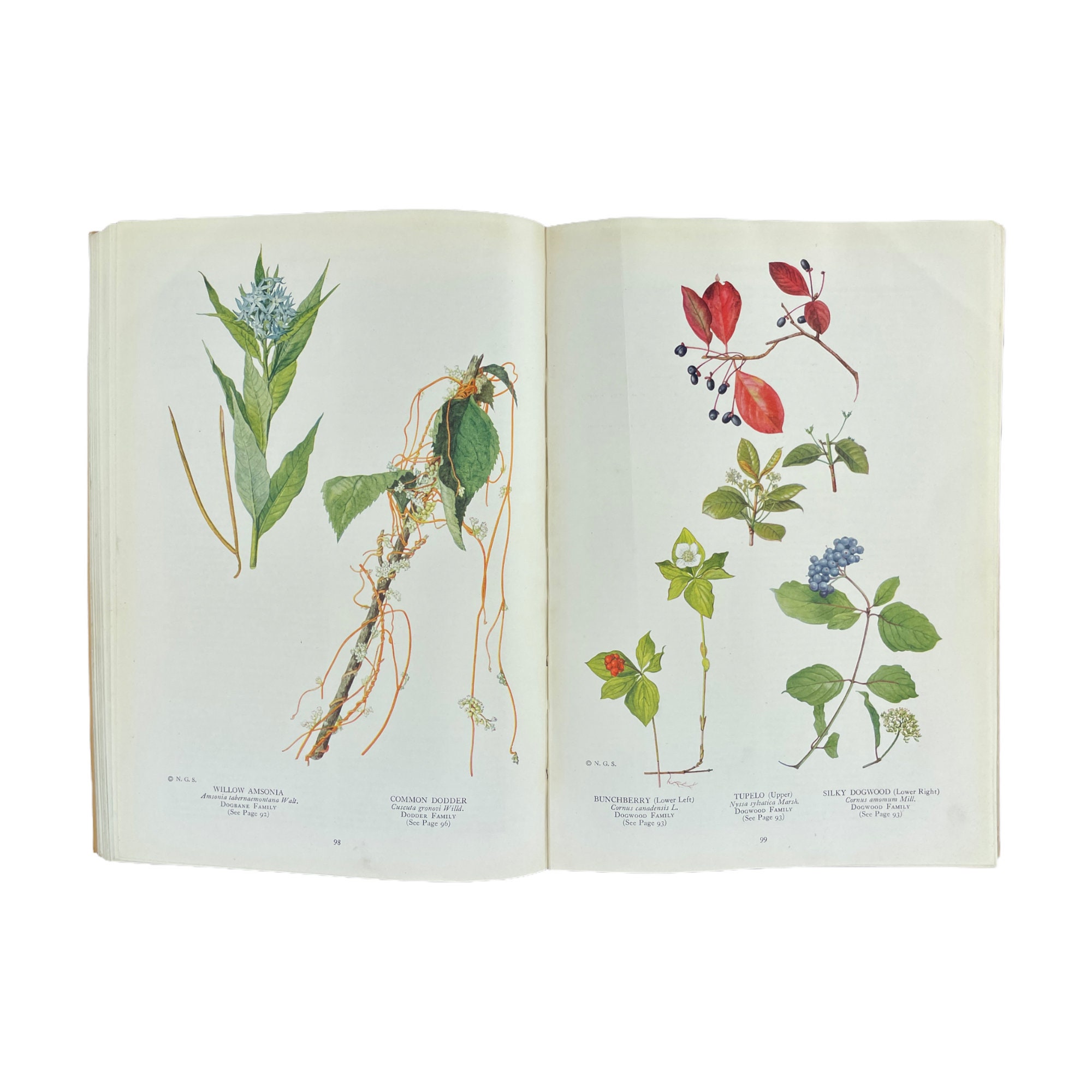 The Book of Wild Flowers, National Geographic Society, 1924, Vintage Wild Flower Guide, Beautiful Illustrations, Free Shipping - Etsy The Book of Wild Flowers, National Geographic Society, 1924, Vintage Wild Flower Guide, Beautiful Illustrations, Free Shipping - Etsy