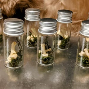 May include: Eight small glass jars with silver lids, each containing a small bone and green moss.