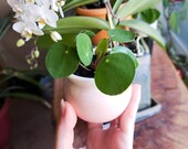 Pilea Peperomioides Plantlets Friendship plant Chinese money plant Baby plant Propagation Plant for Sharing