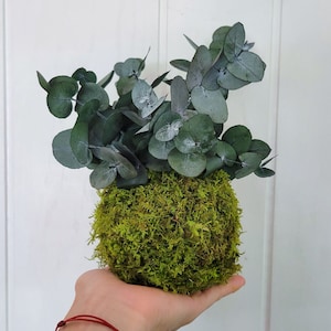 May include: A spherical moss ball with green foliage, likely eucalyptus, sprouting from the top. The moss is a vibrant green, and the leaves are a muted green-gray. The arrangement is held in a hand, suggesting a natural, decorative item.