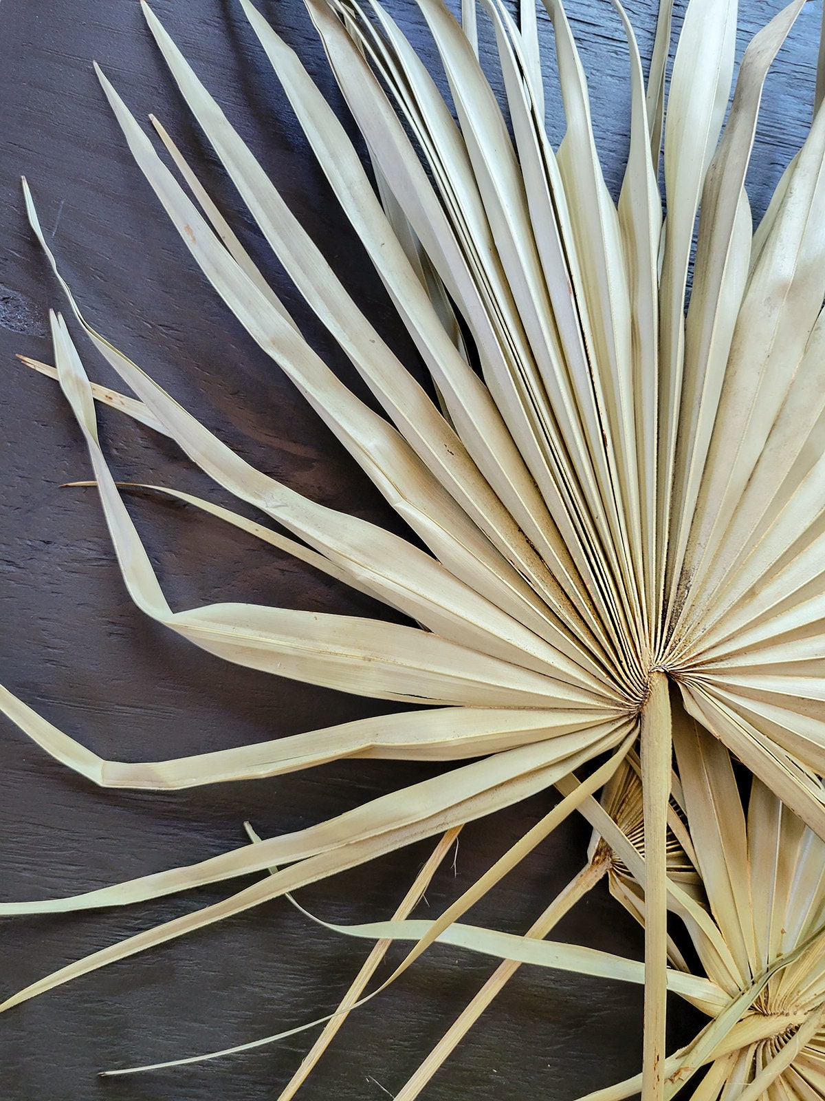 Large Dried Palm Frond Spear Dried Palm Leaves Palm Leaf Etsy