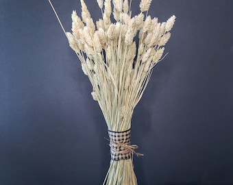 Natural Dried Phalaris Grass | Ornamental Grass | Dried Flowers | Dried Florals | Fall Decor | Autumn Decoration | Thanksgiving Decor