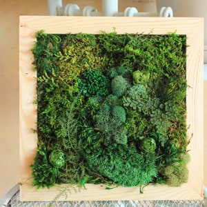 DIY Kit Wood Moss Wall Art & Decor Adult Craft Kit Moss Decor Birthday Day Gift Bring Outdoors Inside Craft Box Moss Frame DIY Bild 3