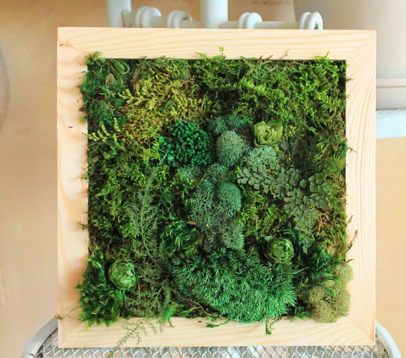 DIY Kit Wood Moss Wall Art & Decor Adult Craft Kit Moss Decor Birthday Day Gift Bring Outdoors Inside Craft Box Moss Frame DIY Bild 3