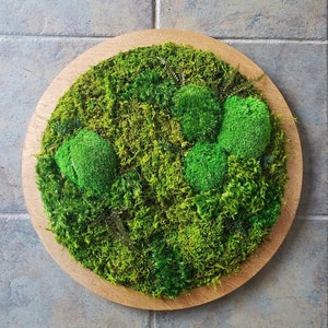 Custom Moss Frames in a Circle Shape Moss Art Moss Decor Preserved Moss Frames Nature Forest No Maintenance Wall Art Moss image 5