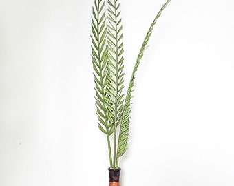 Dried Green 38-48" Basil Coco Palms | Tropical Decor | Dried Palm Leaf | Dried Palms | Boho Decor | Vase Filler | Tall Palms | Natural Decor