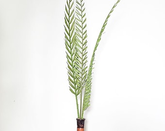 Large Dried Green Basil Coco Palm Leaf | Boho Tropical Decor