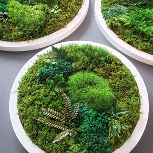 Custom Moss Frames in a Circle Shape Moss Art Moss Decor Preserved Moss Frames Nature Forest No Maintenance Wall Art Moss image 3