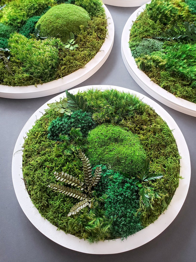 Custom Moss Frames in a Circle Shape Moss Art Moss Decor Preserved Moss Frames Nature Forest No Maintenance Wall Art Moss image 3