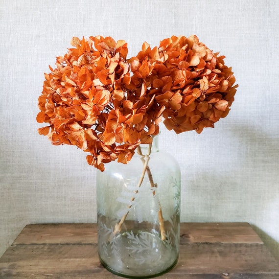 Preserved Hydrangeas Autumn Fall Colors Dried Hydrangea Orange