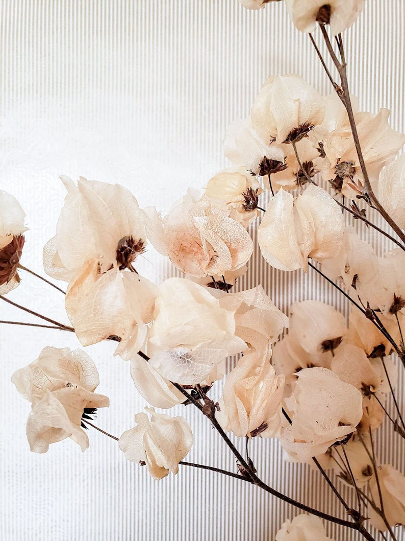 Dried Flower Arrangement Bleached Cara Blossom Flower Stem Branch with Flowers Vase Filler Cream beige dried Flowers Boho Decor image 2