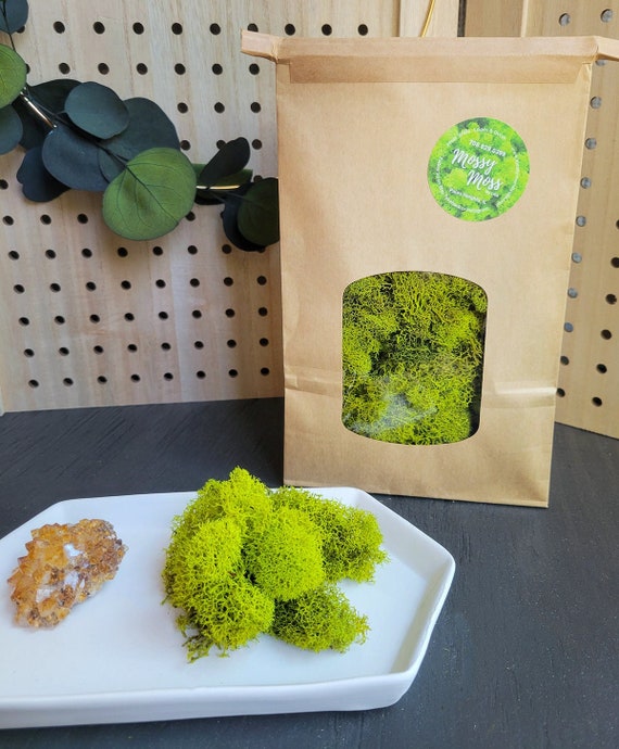 Preserved Lime Green Reindeer Moss Craft Supplies Moss Decor DIY Art Wall  Garden Supply Florist Decor Decorative Moss Wall - Etsy