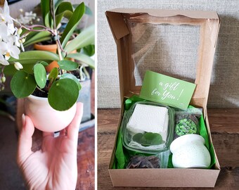 Pilea Cuttings Gift Box w Pot, Soil & Bark | Birthday Gift for her | Chinese money plant | DIY Kit | Plant for Sharing | Thank you Gift