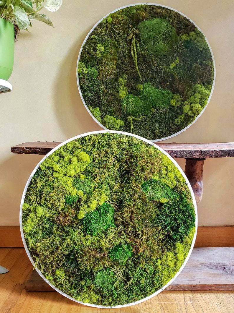 Custom Moss Frames in a Circle Shape Moss Art Moss Decor Preserved Moss Frames Nature Forest No Maintenance Wall Art Moss image 2