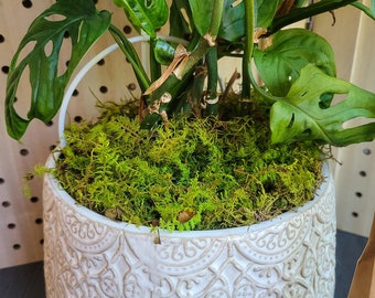 Moss Plant Topdressing | Preserved Sheet Moss | Top Dressing Houseplants | Miniature Garden | Fairy Garden | Terrarium Moss | Soil Cover