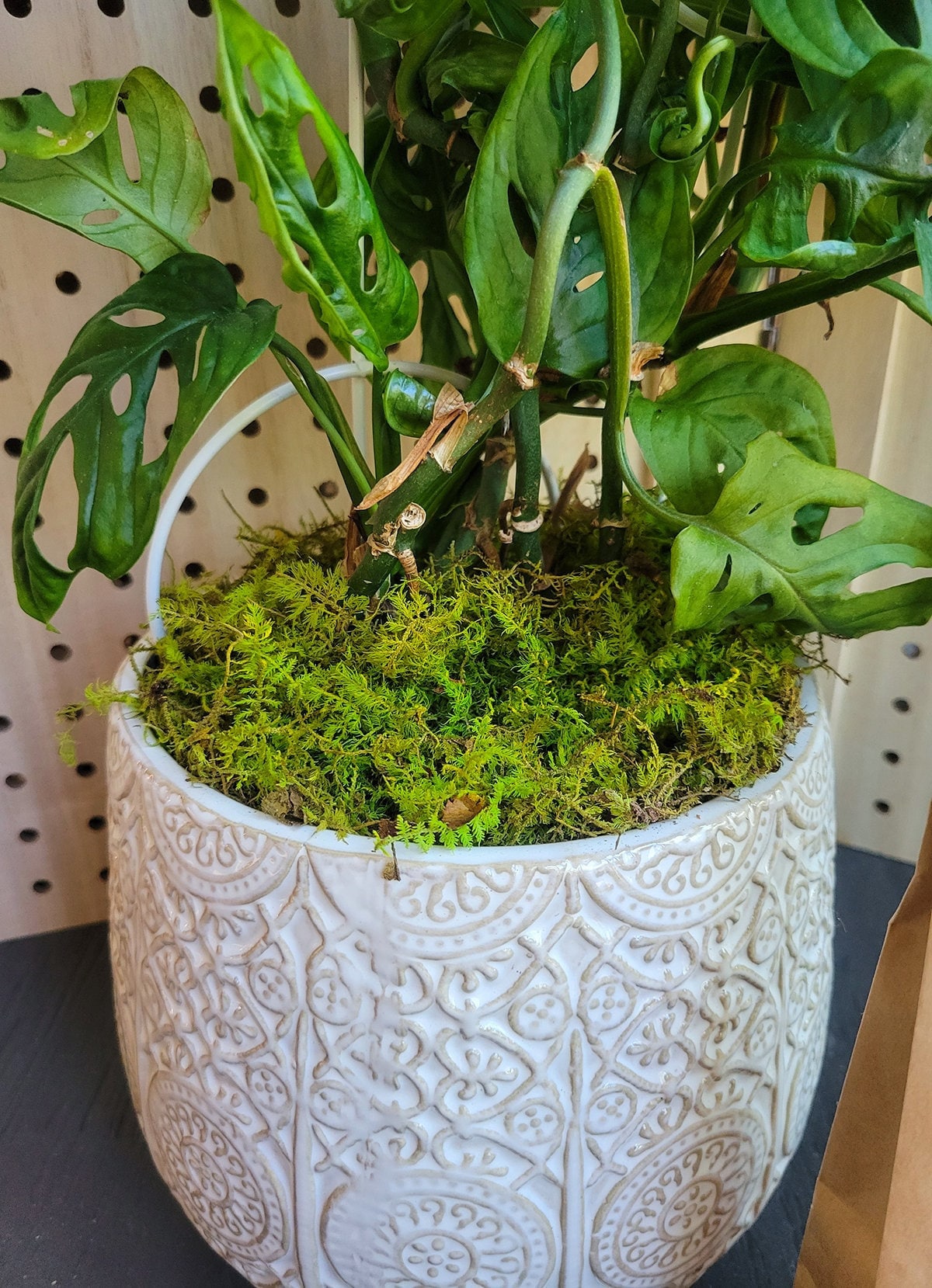 Buy Sheets of Preserved Moss for Woodland Centerpieces, Terrariums