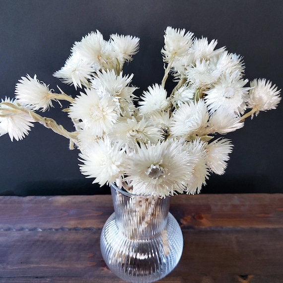 Dried White Everlasting Straw Flowers Natural White Daisies Dry Florals  Winter Snow White Helichrysums White Flower Arrangement 