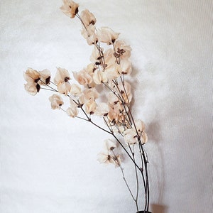 Dried Flower Arrangement Bleached Cara Blossom Flower Stem Branch with Flowers Vase Filler Cream beige dried Flowers Boho Decor image 4