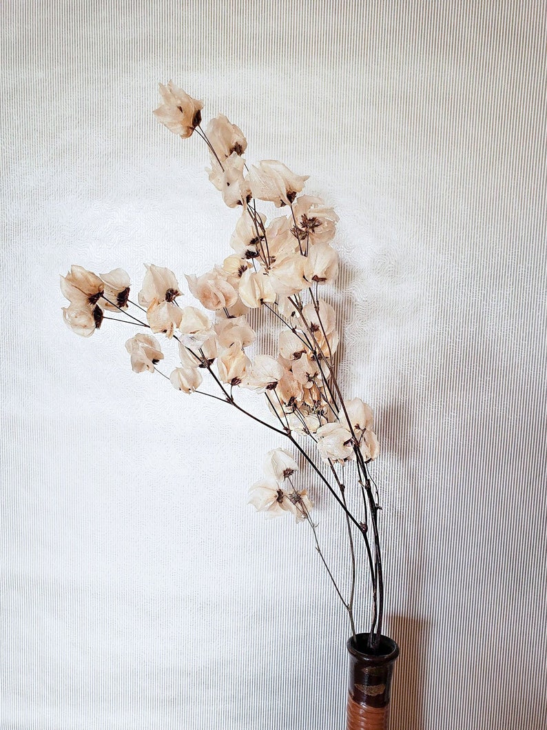 Dried Flower Arrangement Bleached Cara Blossom Flower Stem Branch with Flowers Vase Filler Cream beige dried Flowers Boho Decor image 4