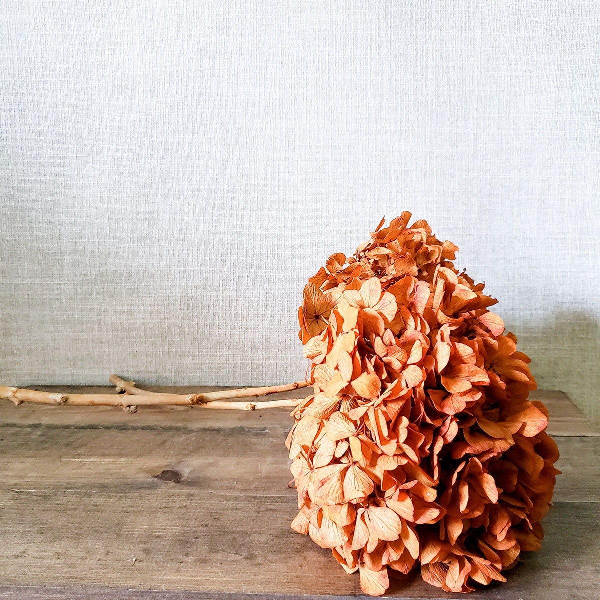 Preserved Hydrangeas Autumn Fall Colors Dried Hydrangea Orange
