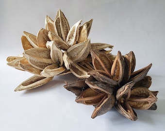 Dried Star Pods Natural | Dried Botanical | Dried Flowers | Shelfie Piece | Shelf Decor | Tablescape decoration | Beige Boho Deco