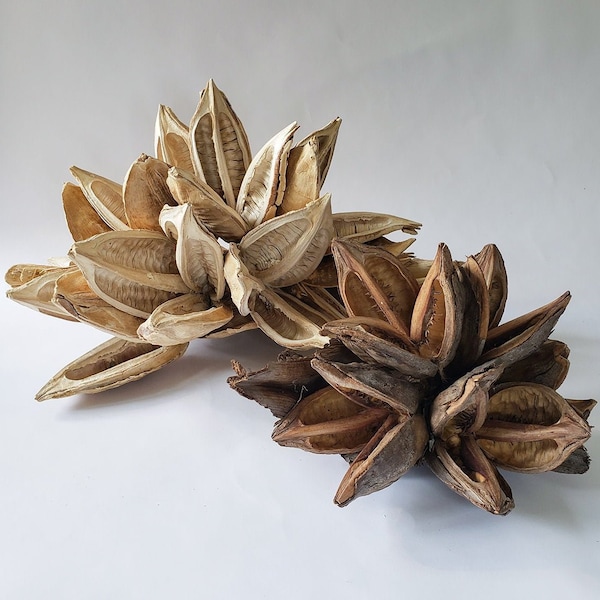 Dried Star Pods Natural | Dried Botanical | Dried Flowers | Shelfie Piece | Shelf Decor | Tablescape decoration | Beige Boho Deco