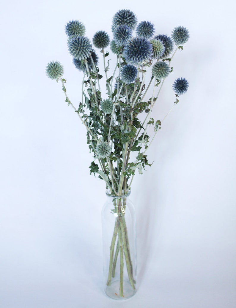 May include: A clear glass vase holding a bouquet of dried globe thistle flowers. The flowers are a mix of blue and green, with spiky, spherical blooms. The stems are thin and brown, and the vase is simple and cylindrical.