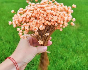 Star Flowers Dried |Summer Peach Star Flower | Tiny Mini Blush Daisy | Vase Filler | Boho Decor | Dried Florals | Peach Blush | Wildflower