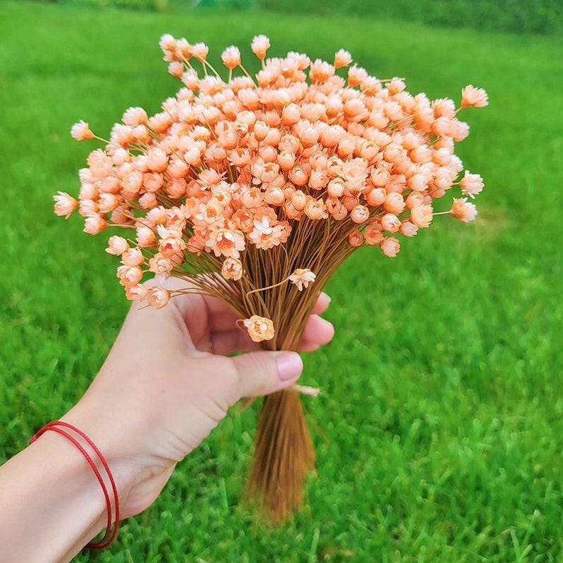 Star Flowers Dried Summer Peach Star Flower Tiny Mini Blush Daisy Vase Filler Boho Decor Dried Florals Peach Blush Wildflower Bild 1