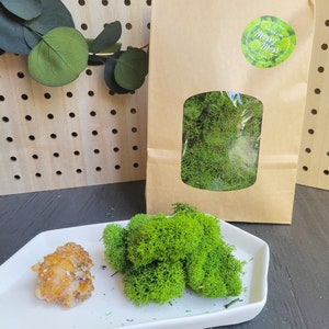 Preserved Basil Green Reindeer Moss | Craft Supplies | Moss Decor DIY | Art Wall Garden Supply | Florist Decor | Decorative | Moss Wall