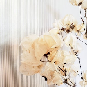 Dried Flower Arrangement Bleached Cara Blossom Flower Stem Branch with Flowers Vase Filler Cream beige dried Flowers Boho Decor image 3