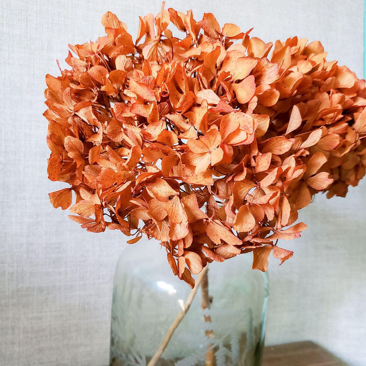 Preserved Hydrangeas Autumn Fall Colors Dried Hydrangea Etsy