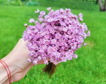 Star Flowers Dried |Summer Purple Star Flower | Mini Blush Daisy | Vase Filler | Easter Gift | Dried Florals | Violet Blush | Wildflower