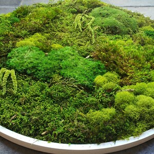 Custom Moss Frames in a Circle Shape Moss Art Moss Decor Preserved Moss Frames Nature Forest No Maintenance Wall Art Moss image 6