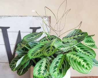 Boho Gold Plant Trellis | Decorative Plant Stake, Houseplant Accessory