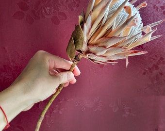 Peut inclure: Une fleur de protéa séchée avec une longue tige, tenue par une main. La fleur présente une palette de couleurs beige clair et rose avec un aspect texturé. Le fond est un mur rouge foncé avec un motif floral subtil.
