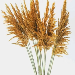 Golden Plume Reed | Aspen Dried Grass | Dried Flowers | Dry Florals | Preserved plume reed | Golden grass | Preserved grass bunch | Pampas