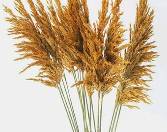 Golden Plume Reed | Aspen Dried Grass | Dried Flowers | Dry Florals | Preserved plume reed | Golden grass | Preserved grass bunch | Pampas
