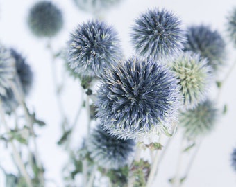 Preserved Blue Globe Thistle | Blue Dried Flowers | Boho Decor | Vase Fillers | Everlasting Echinops | Blue Green Dried Florals | Bouquet