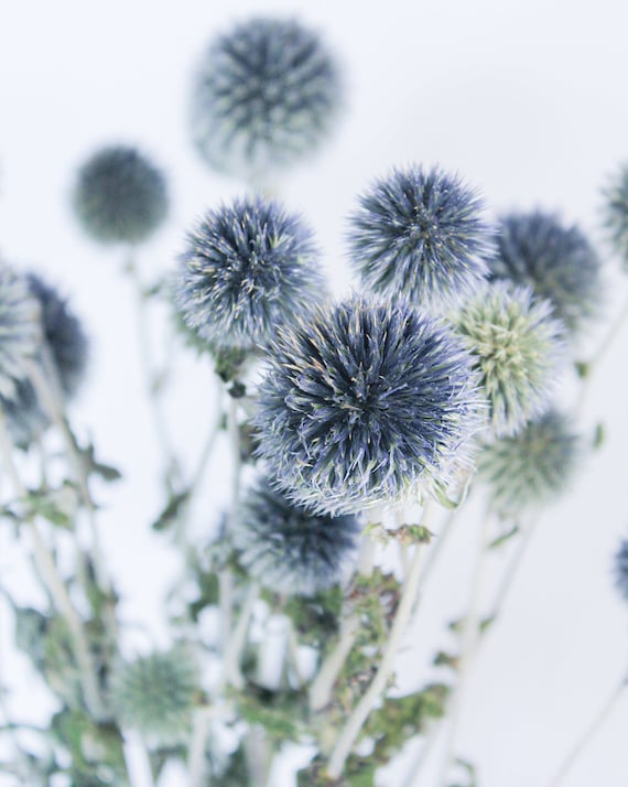 Preserved Blue Globe Thistle - Everlasting Echinops for Boho Decor, Vase Fillers, or Bouquets