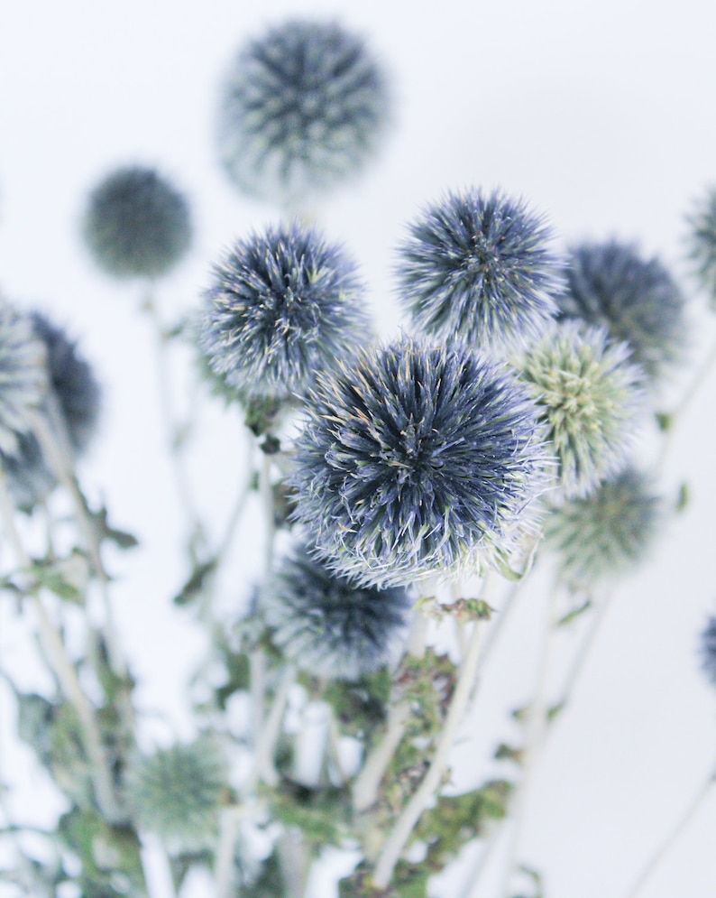 May include: A close-up of a bouquet of blue globe thistle flowers. The flowers have a spiky, spherical shape and are a mix of blue and green hues. The stems are thin and light brown, set against a white background.